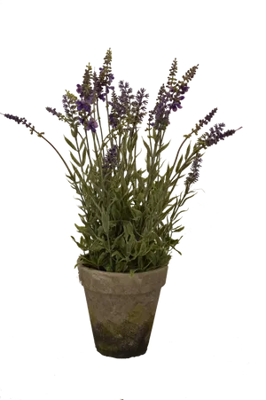 Potted_ English_ Lavender_ Plant PNG Image