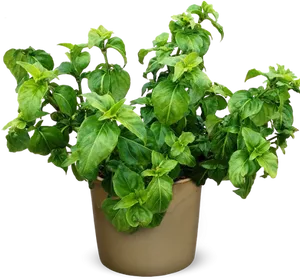 Potted Fresh Basil Herb PNG Image