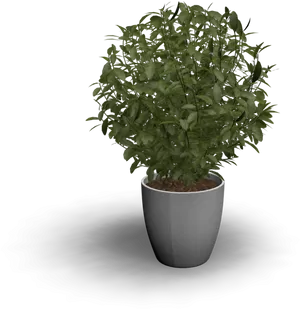 Potted Green Plant Black Background PNG Image