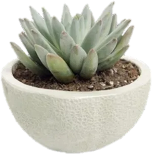 Potted Green Succulent Plant PNG Image