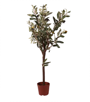 Potted Magnolia Tree PNG Image