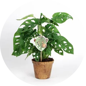 Potted Monstera Deliciosa Plant PNG Image