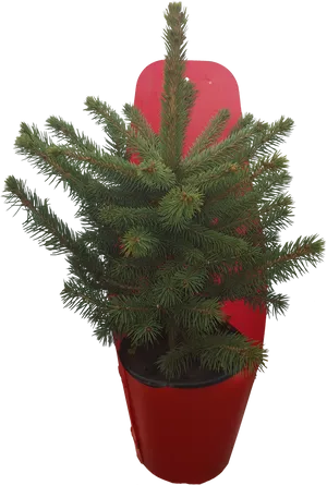 Potted Norfolk Island Pine Plant PNG Image