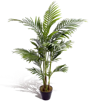 Potted Palm Plant Black Background.jpg PNG Image