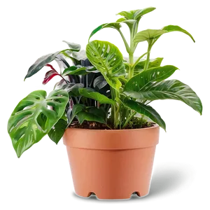 Potted Plants B PNG Image