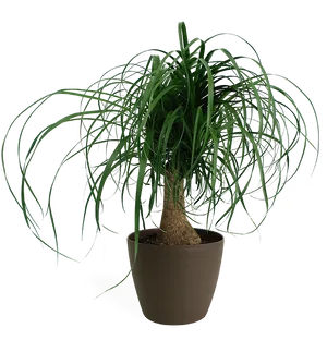 Potted Ponytail Palm Plant PNG Image