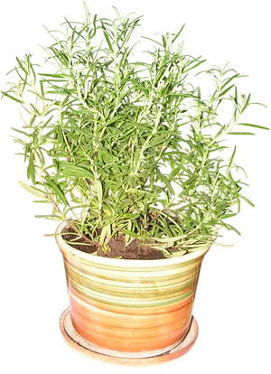 Potted Rosemary Plant PNG Image