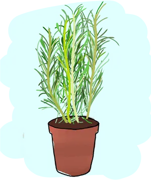 Potted Rosemary Plant Illustration PNG Image