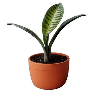 Potted Snake Plant Png 06122024 PNG Image