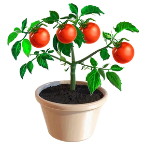 Potted Tomato Plant Png 06212024 PNG Image