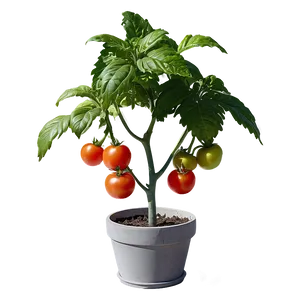 Potted Tomato Plant Png Wcs PNG Image