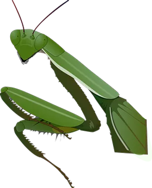 Praying Mantis Illustration PNG Image