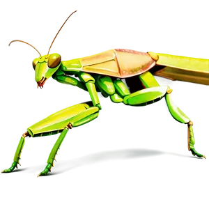 Praying Mantis Png 06122024 PNG Image