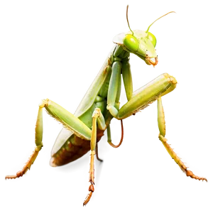 Praying Mantis Png Gut23 PNG Image