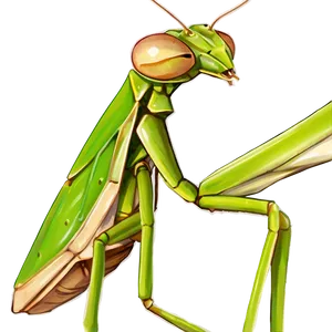 Praying Mantis Png Qhx38 PNG Image