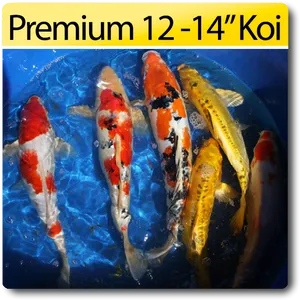 Premium Koi Fish1214 Inches PNG Image