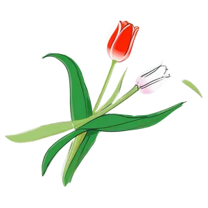 Pretty Tulip Sketch Png 62 PNG Image