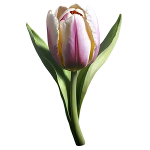 Pretty Tulip Sketch Png Fxa4 PNG Image