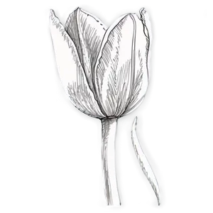 Pretty Tulip Sketch Png Glr PNG Image