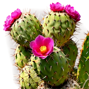 Prickly Pear Close-up Png Cxh27 PNG Image