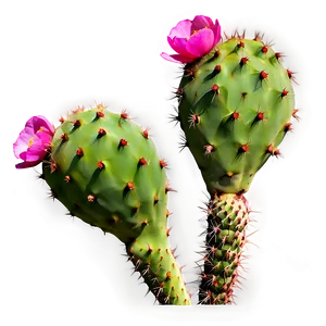 Prickly Pear On White Png 60 PNG Image