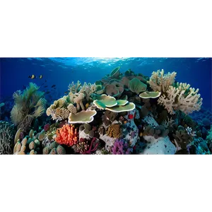 Pristine Coral Reef Png 97 PNG Image