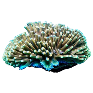 Pristine Coral Reef Png Mow92 PNG Image