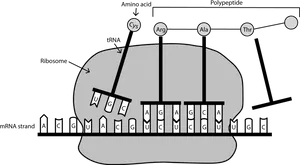 Protein Synthesis Diagram PNG Image