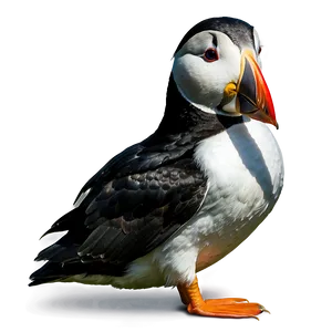 Puffin C PNG Image