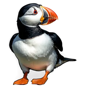 Puffin Drawing Png Rfu PNG Image