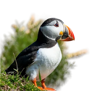 Puffin In Nature Png Qhg PNG Image