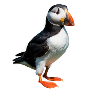 Puffin With Fish Png Uhd PNG Image