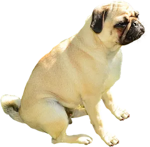 Pug Dog Sitting Black Background PNG Image