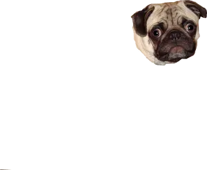 Pug Head Floatingon Blue Background PNG Image