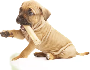 Puppy Chewing Bone PNG Image