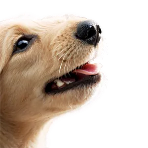 Puppy Nose Texture Png Irp99 PNG Image