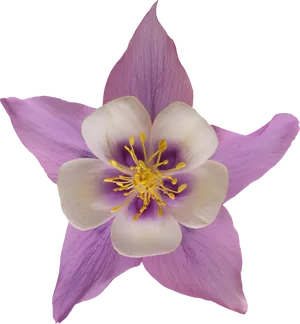 Purple Aquilegia Flower Black Background PNG Image