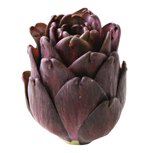 Purple Artichoke Isolated PNG Image