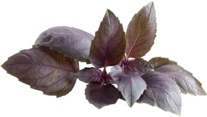 Purple Basil Leaves.png PNG Image