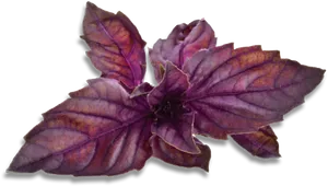 Purple Basil Leaves.png PNG Image