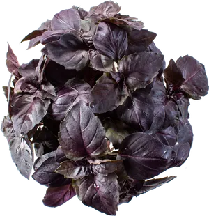 Purple Basil Plant Top View PNG Image