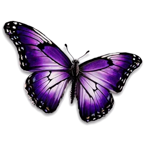 Purple Butterfly Png 22 PNG Image