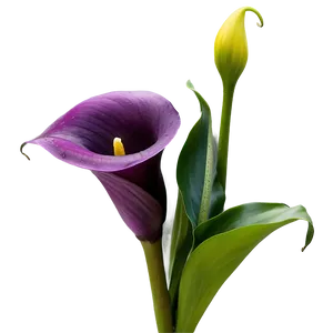 Purple Calla Lily Png 8 PNG Image