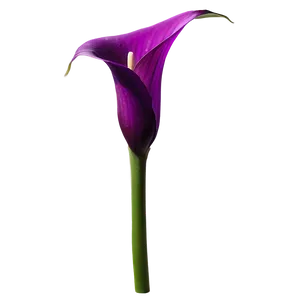 Purple Calla Lily Png Nal16 PNG Image