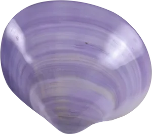 Purple Clam Shell PNG Image