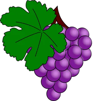 Purple Grapes Cluster Illustration PNG Image