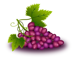 Purple Grapes Cluster Illustration PNG Image