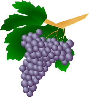 Purple Grapes Cluster Illustration PNG Image