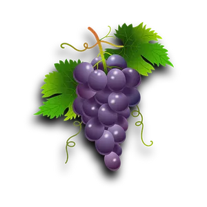 Purple Grapes Cluster Illustration PNG Image