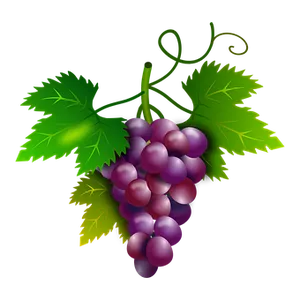 Purple Grapes Cluster Illustration PNG Image